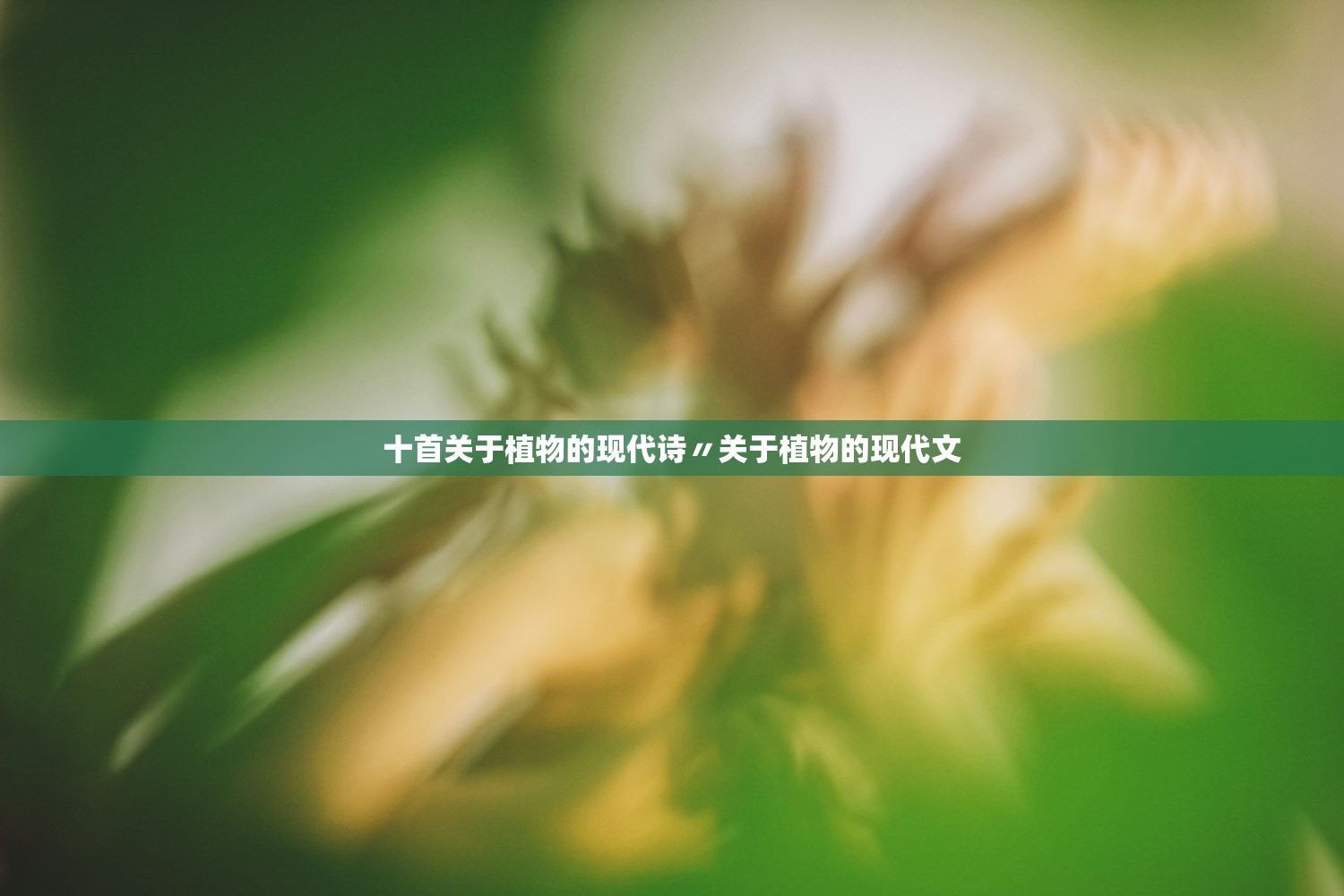 十首关于植物的现代诗〃关于植物的现代文 十首关于植物的现代诗〃关于植物的现代文