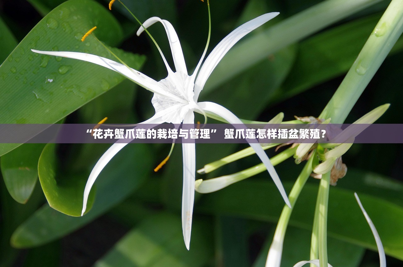 “花卉蟹爪莲的栽培与管理” 蟹爪莲怎样插盆繁殖？