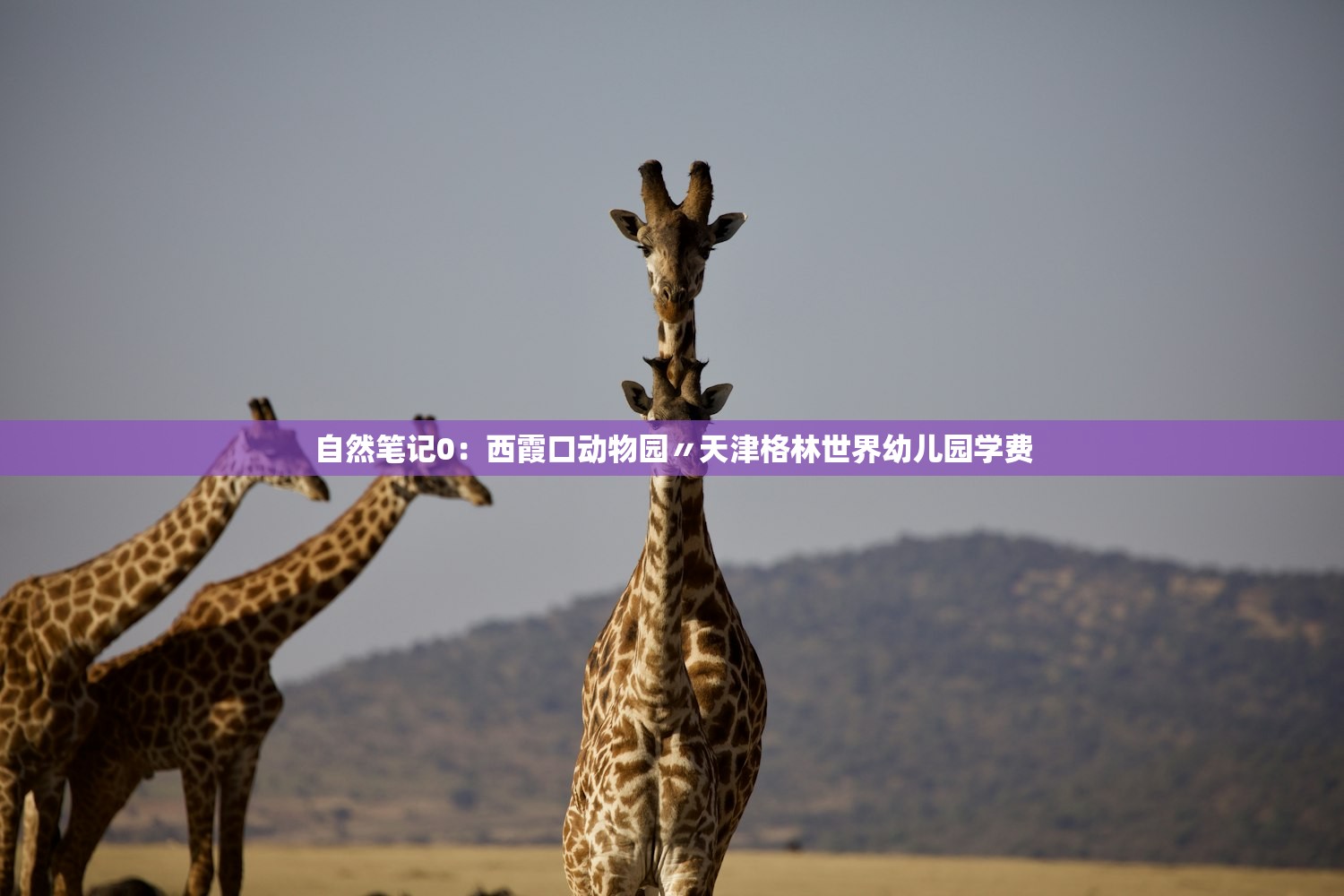 自然笔记0:西霞口动物园〃天津格林世界幼儿园学费 自然笔记0:西霞口动物园〃天津格林世界幼儿园学费