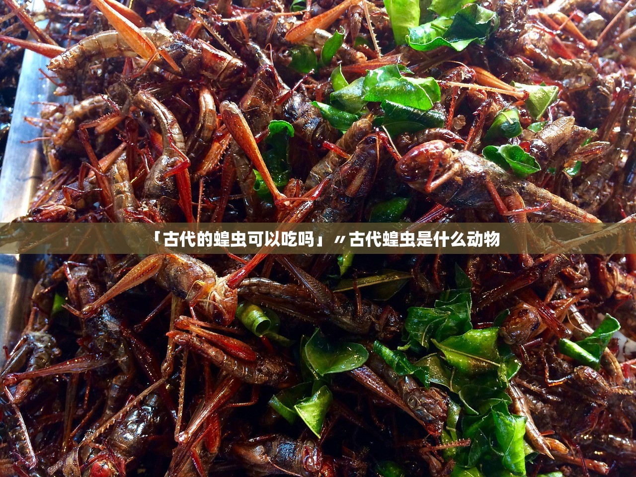 「古代的蝗虫可以吃吗」〃古代蝗虫是什么动物 「古代的蝗虫可以吃吗」〃古代蝗虫是什么动物