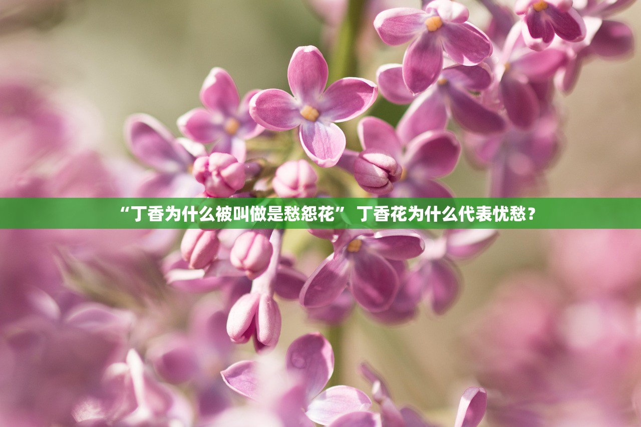 “丁香为什么被叫做是愁怨花” 丁香花为什么代表忧愁？