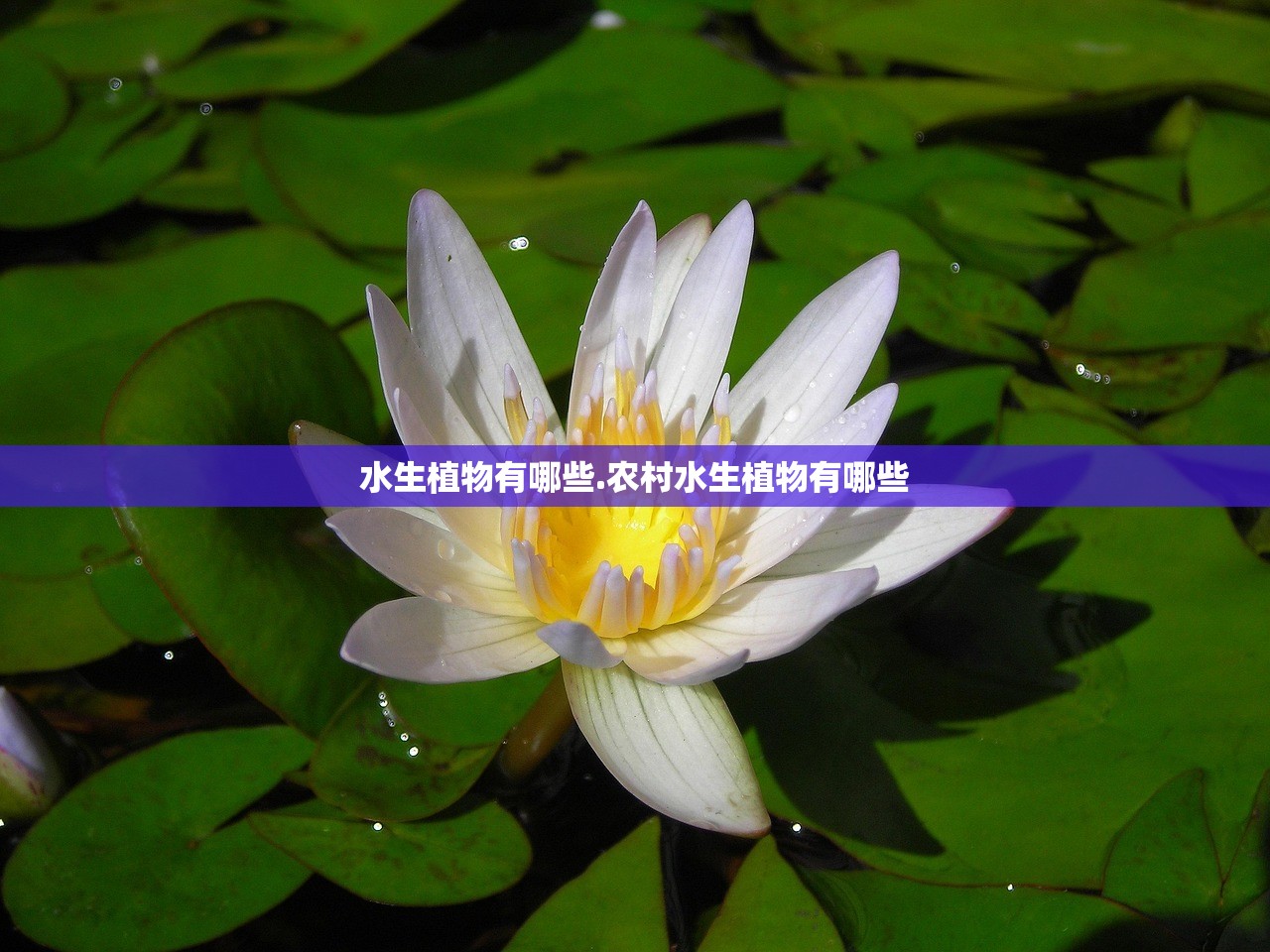 水生植物有哪些.农村水生植物有哪些