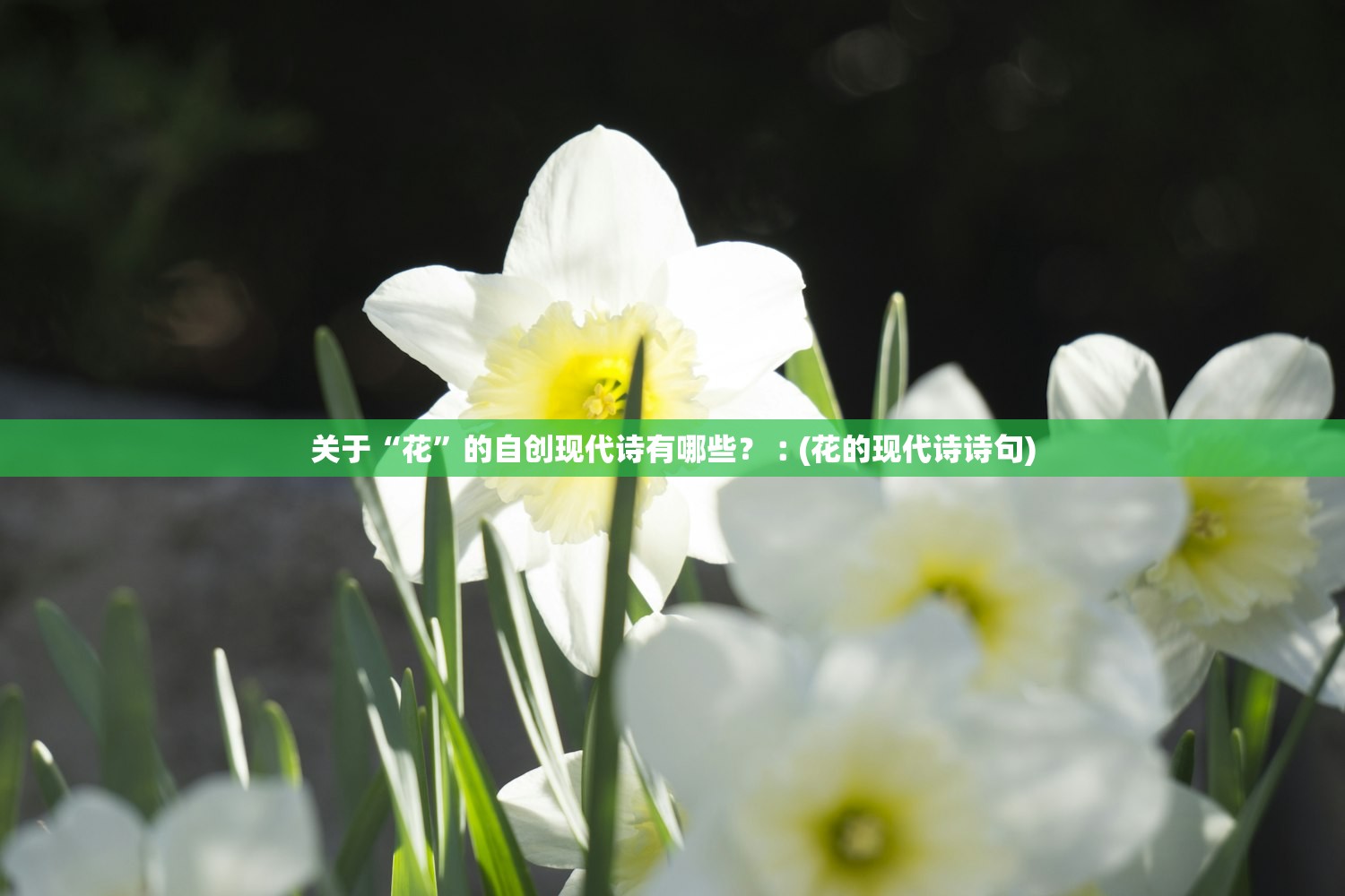 关于“花	”的自创现代诗有哪些？︰(花的现代诗诗句)