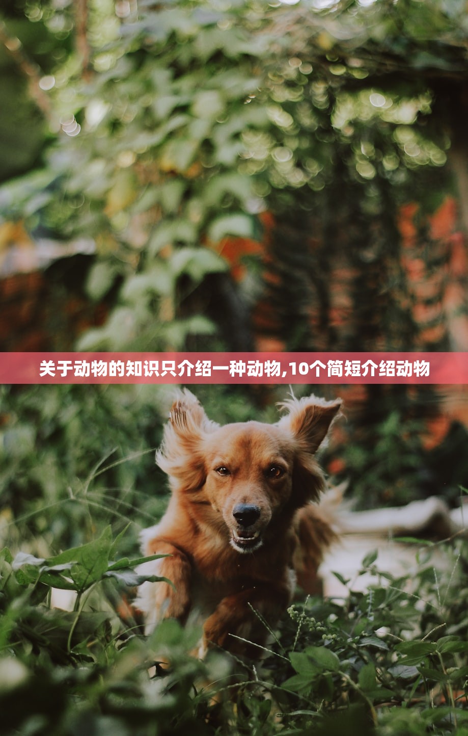 关于动物的知识只介绍一种动物,10个简短介绍动物 关于动物的知识只介绍一种动物,10个简短介绍动物