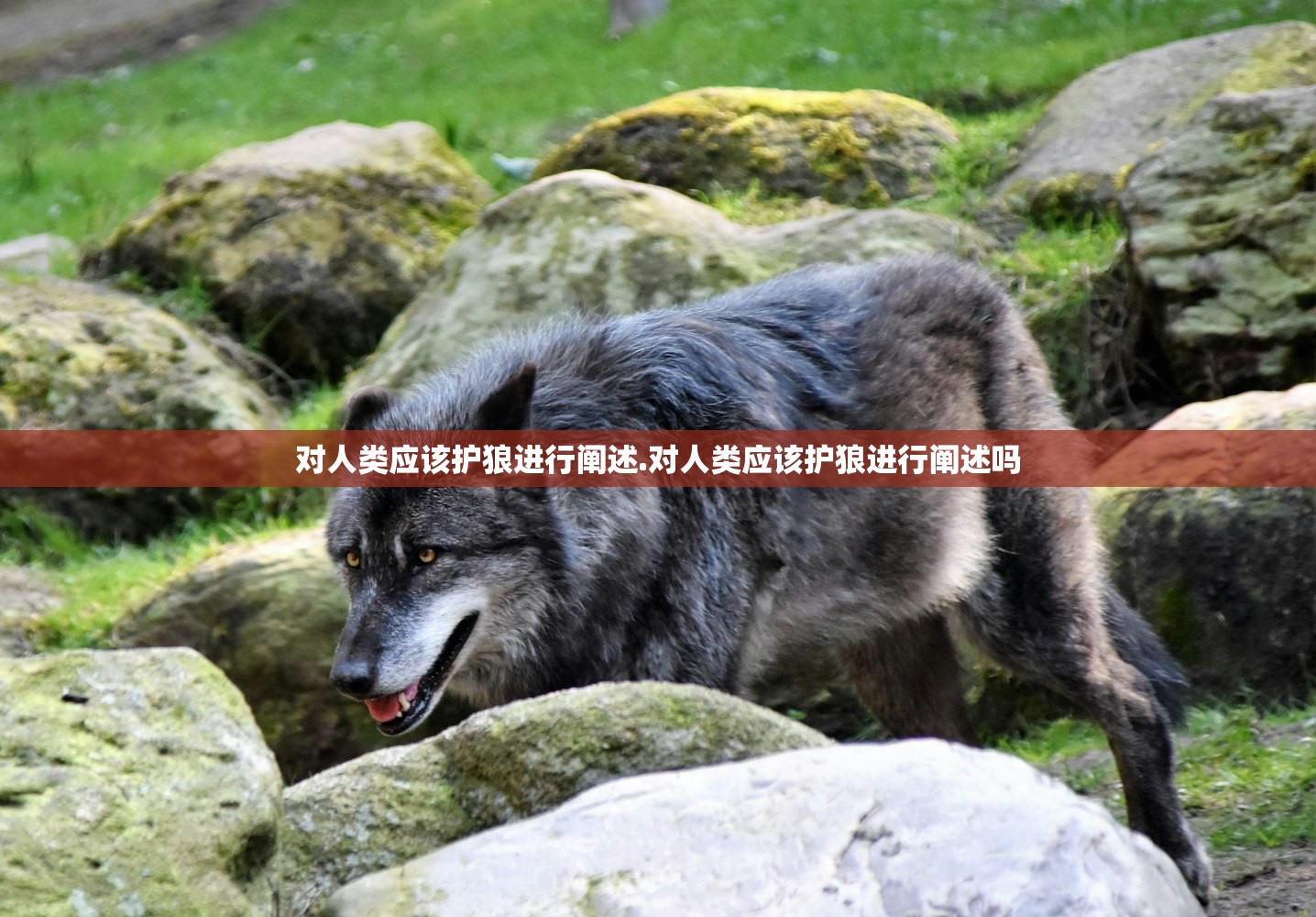对人类应该护狼进行阐述.对人类应该护狼进行阐述吗