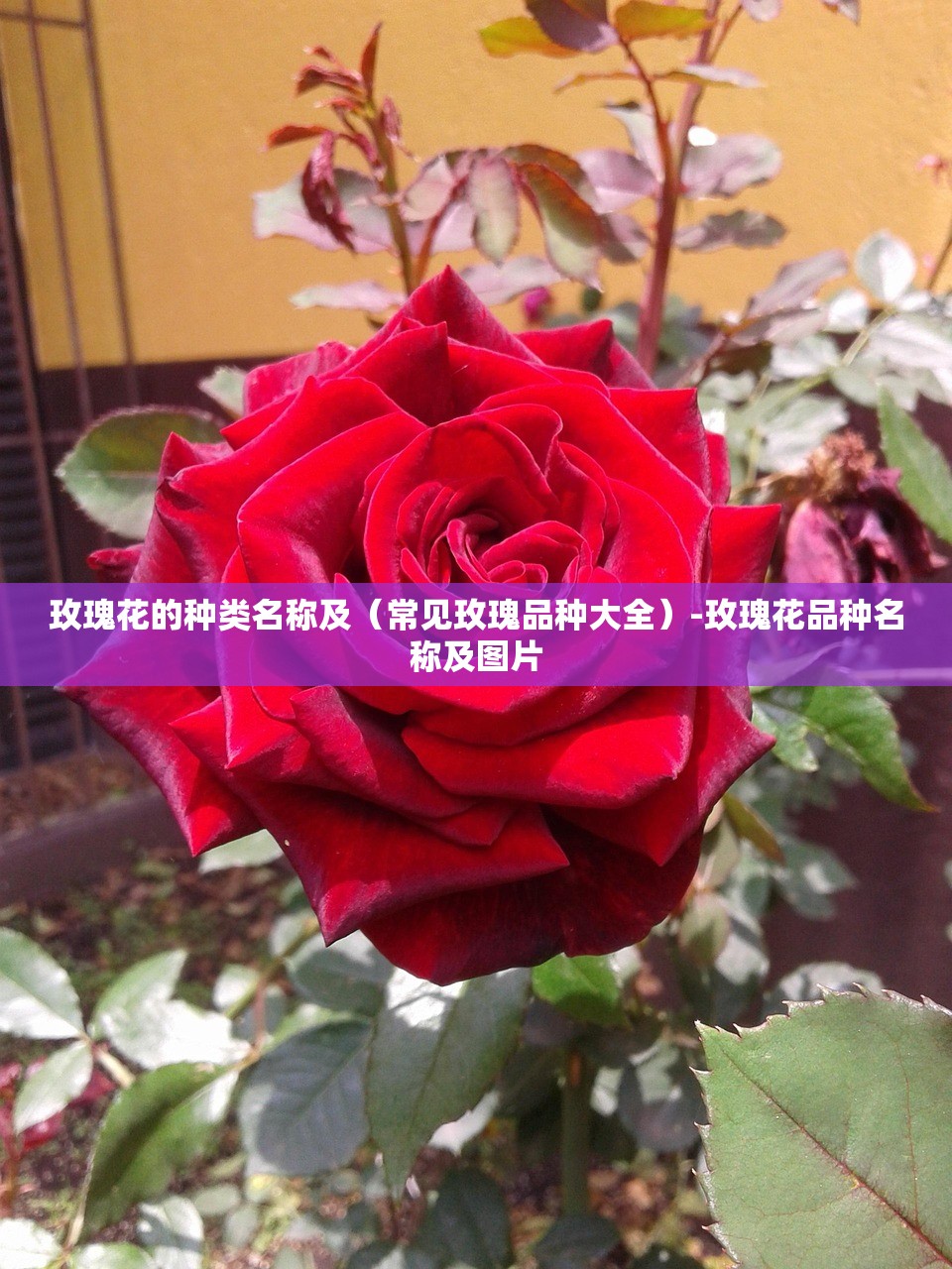 玫瑰花的种类名称及（常见玫瑰品种大全）-玫瑰花品种名称及图片