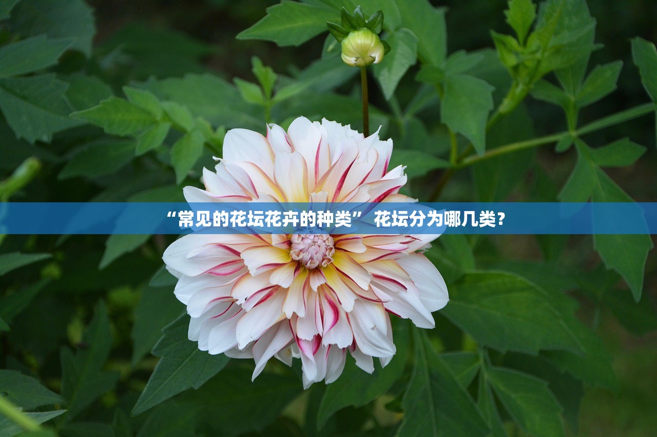 “常见的花坛花卉的种类” 花坛分为哪几类？