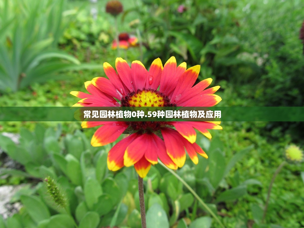 常见园林植物0种.59种园林植物及应用