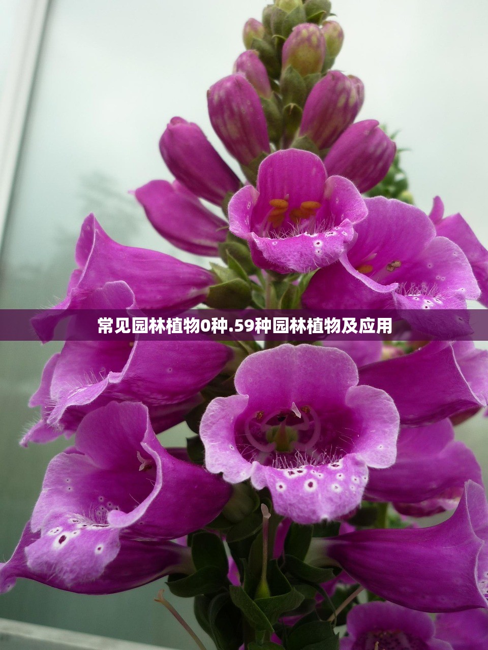 常见园林植物0种.59种园林植物及应用