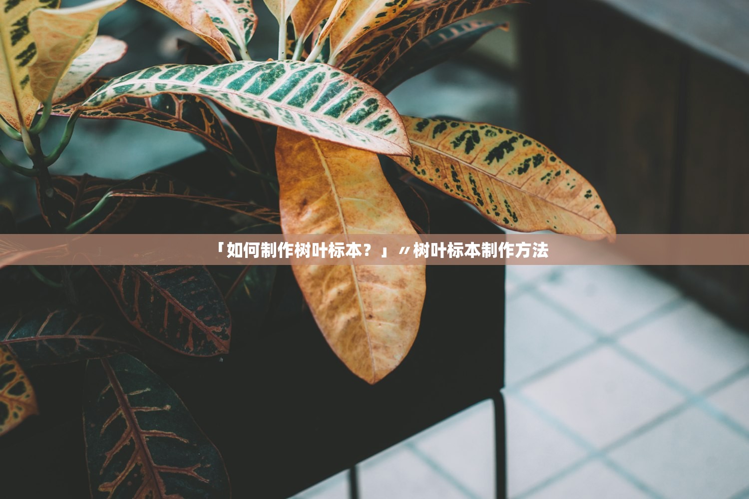 「如何制作树叶标本?」〃树叶标本制作方法 「如何制作树叶标本?」〃树叶标本制作方法