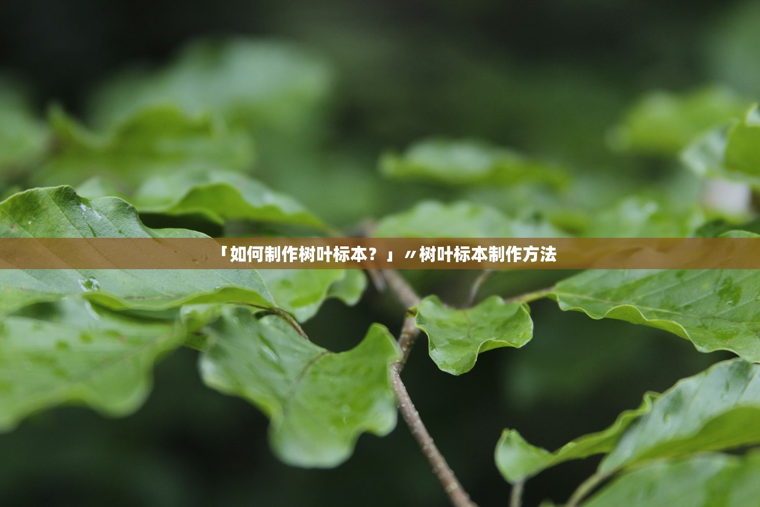 「如何制作树叶标本?」〃树叶标本制作方法 「如何制作树叶标本?」〃树叶标本制作方法