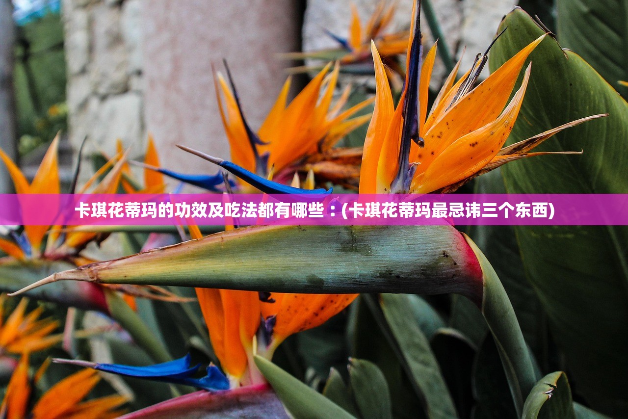 卡琪花蒂玛的功效及吃法都有哪些︰(卡琪花蒂玛最忌讳三个东西) 卡琪花蒂玛的功效及吃法都有哪些︰(卡琪花蒂玛最忌讳三个东西)