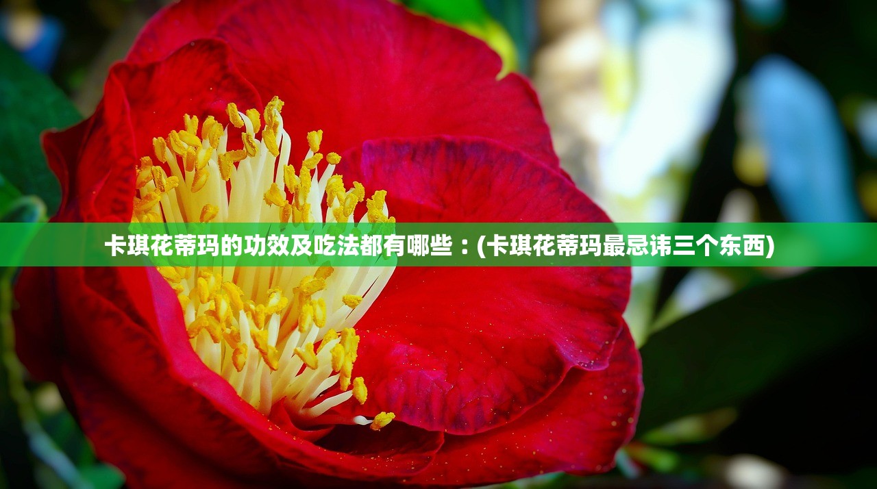 卡琪花蒂玛的功效及吃法都有哪些︰(卡琪花蒂玛最忌讳三个东西) 卡琪花蒂玛的功效及吃法都有哪些︰(卡琪花蒂玛最忌讳三个东西)