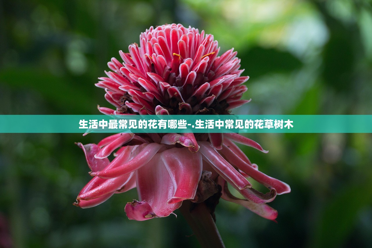 生活中最常见的花有哪些-.生活中常见的花草树木 生活中最常见的花有哪些-.生活中常见的花草树木