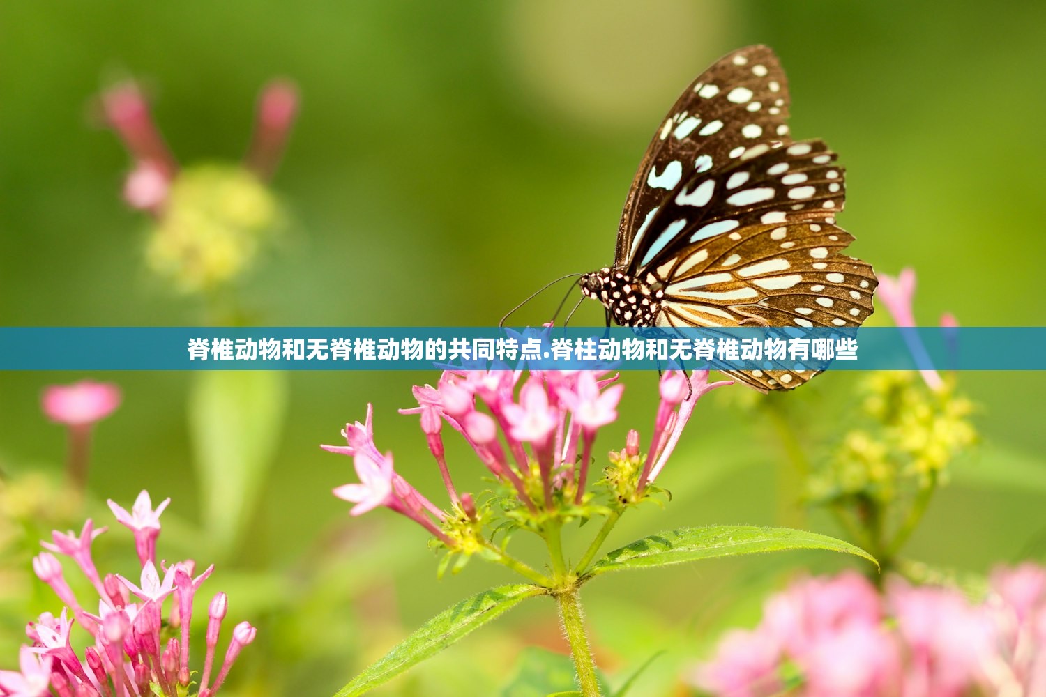 脊椎动物和无脊椎动物的共同特点.脊柱动物和无脊椎动物有哪些 脊椎动物和无脊椎动物的共同特点.脊柱动物和无脊椎动物有哪些