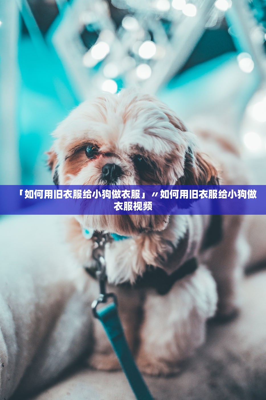 「如何用旧衣服给小狗做衣服」〃如何用旧衣服给小狗做衣服视频