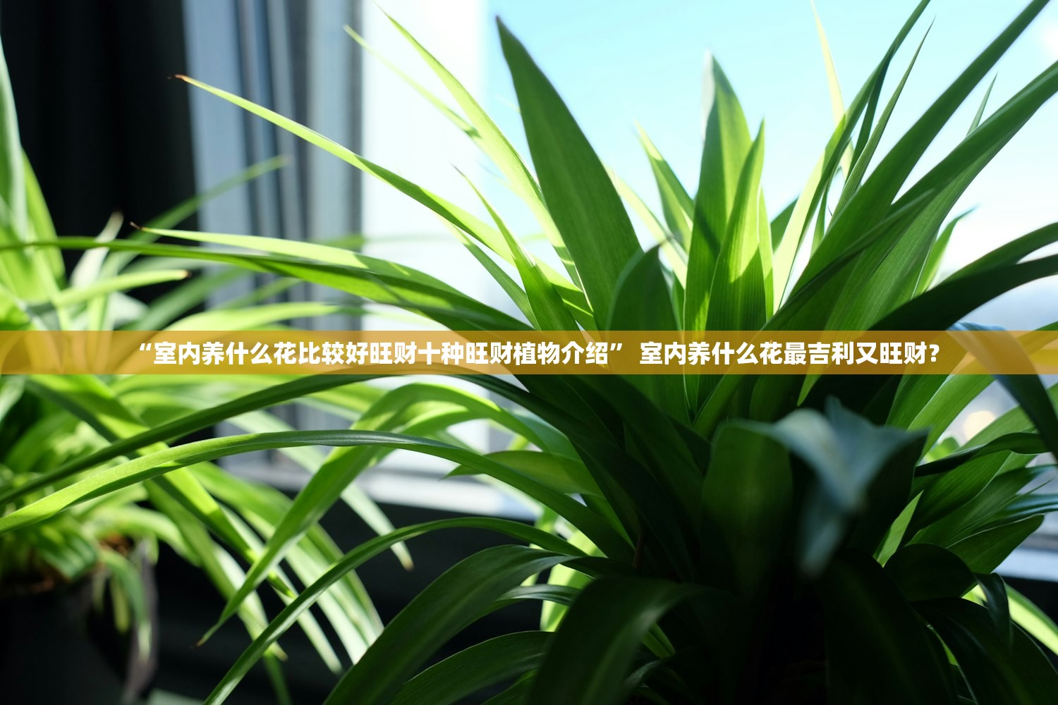 “室内养什么花比较好旺财十种旺财植物介绍” 室内养什么花最吉利又旺财？