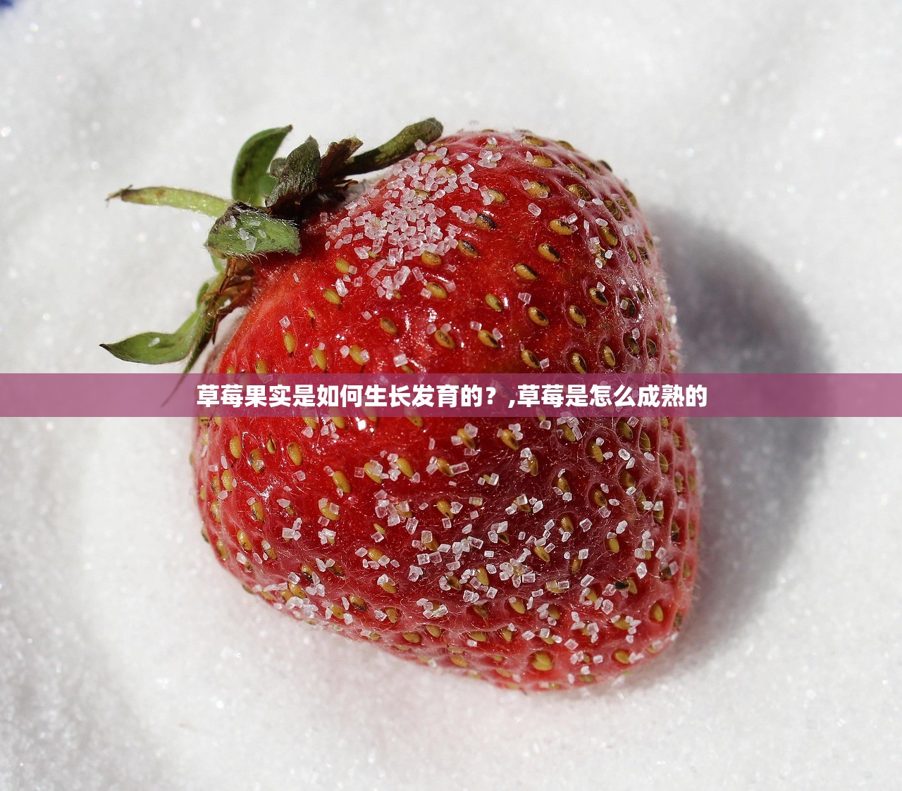 草莓果实是如何生长发育的？,草莓是怎么成熟的