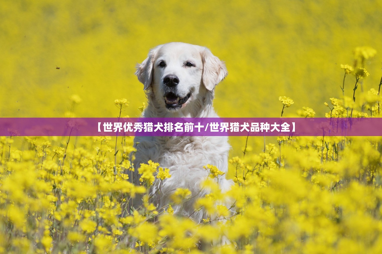 【世界优秀猎犬排名前十/世界猎犬品种大全】