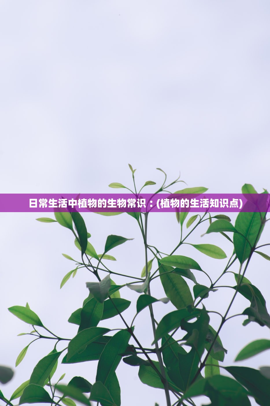 日常生活中植物的生物常识︰(植物的生活知识点)