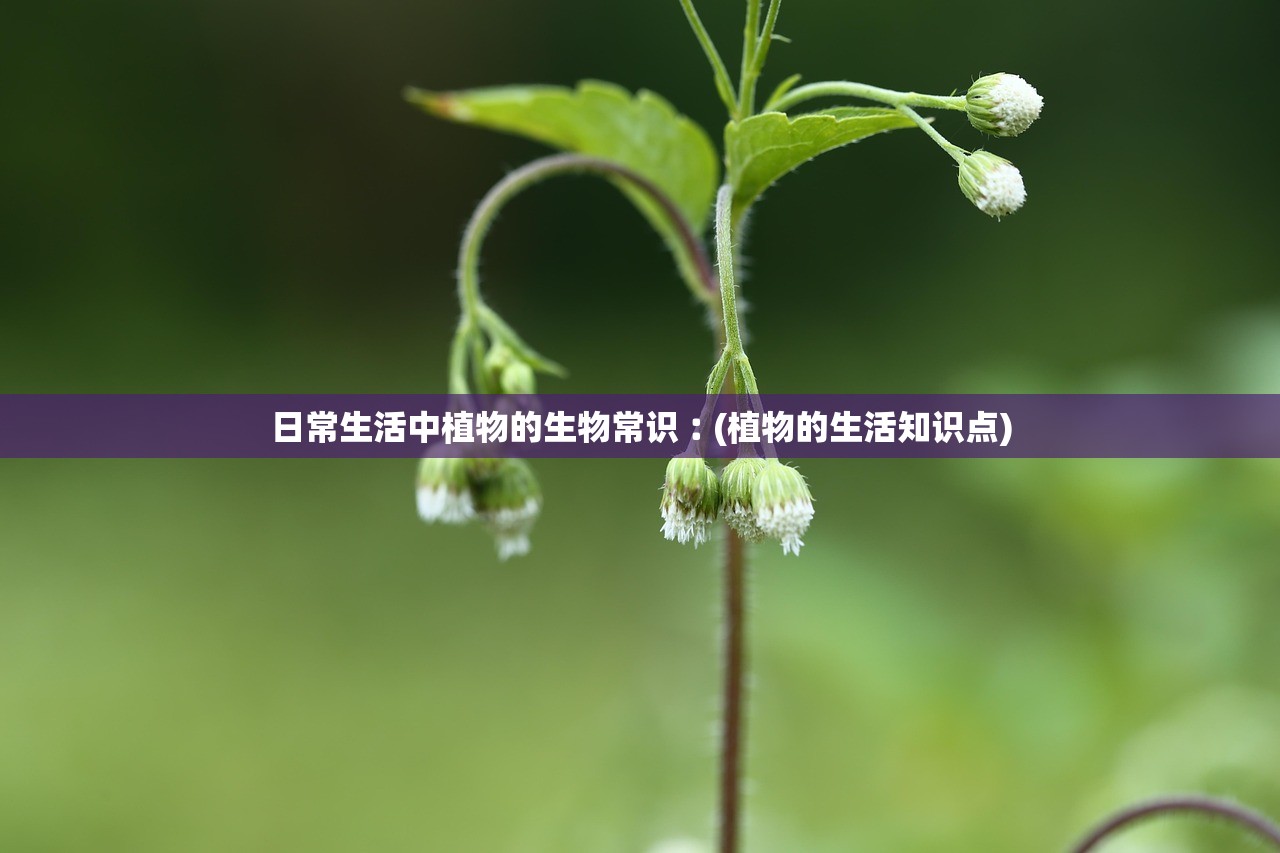 日常生活中植物的生物常识︰(植物的生活知识点)