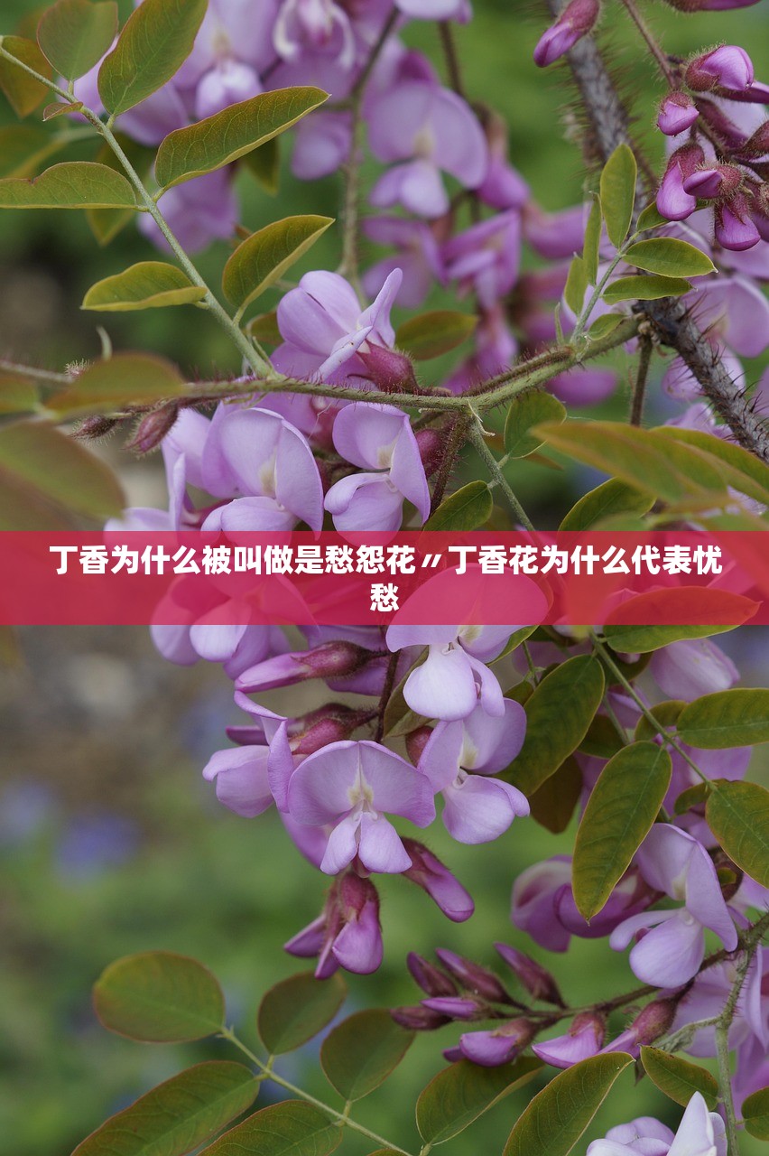 丁香为什么被叫做是愁怨花〃丁香花为什么代表忧愁 丁香为什么被叫做是愁怨花〃丁香花为什么代表忧愁