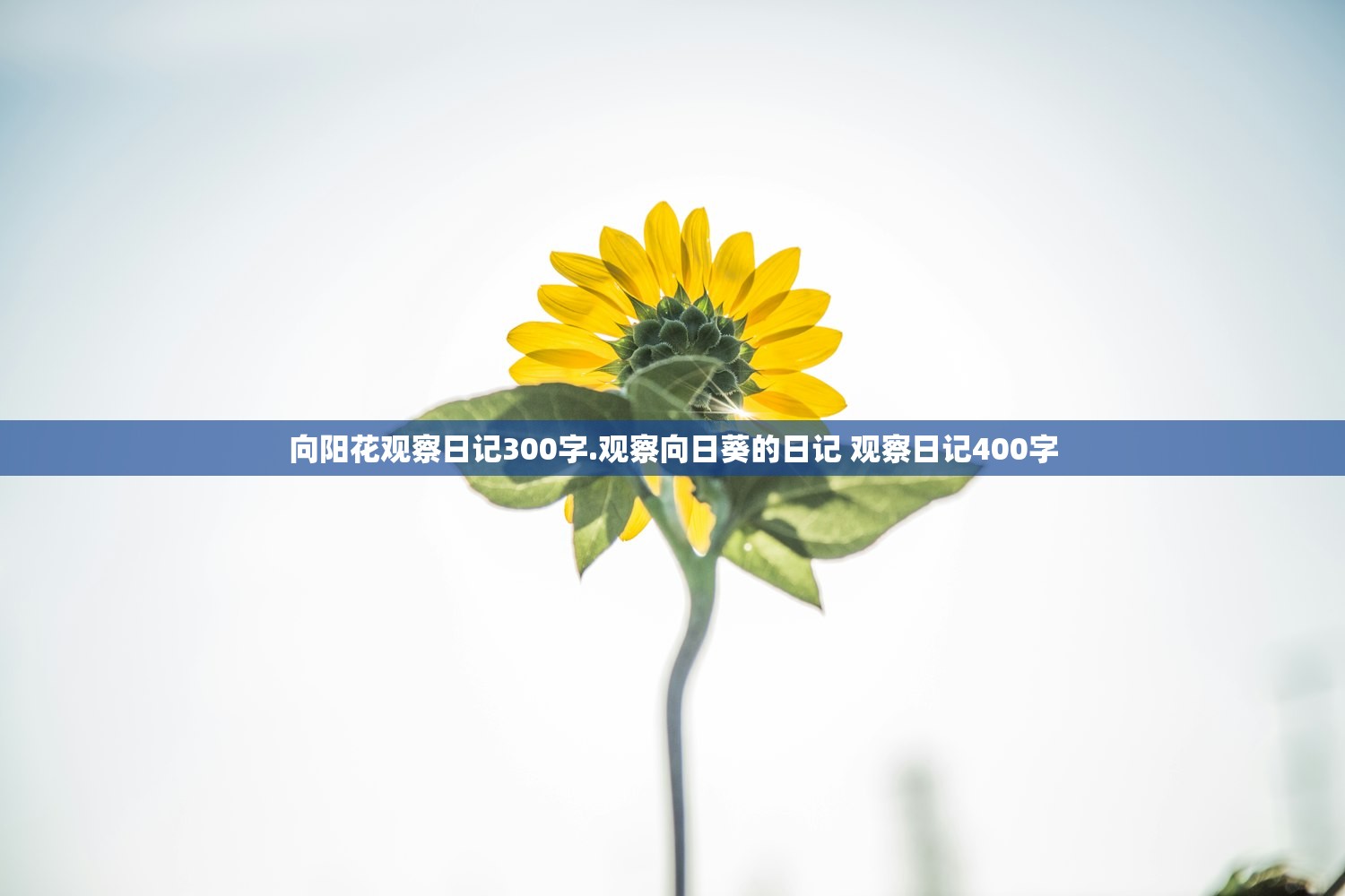 向阳花观察日记300字.观察向日葵的日记 观察日记400字 向阳花观察日记300字.观察向日葵的日记 观察日记400字