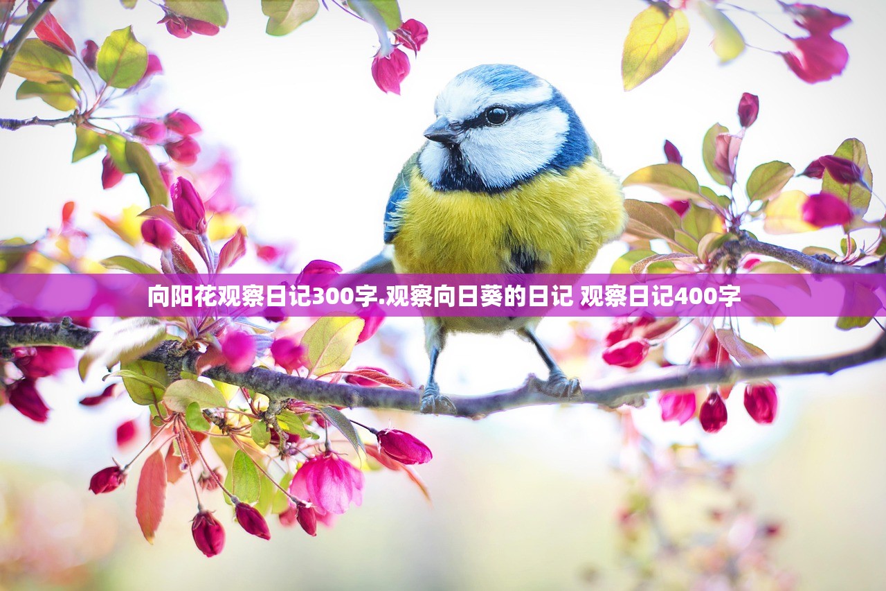 向阳花观察日记300字.观察向日葵的日记 观察日记400字 向阳花观察日记300字.观察向日葵的日记 观察日记400字