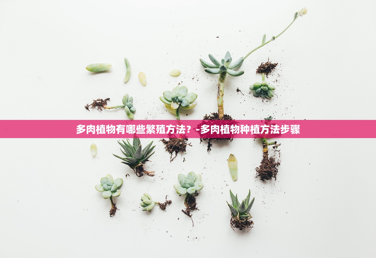 多肉植物有哪些繁殖方法?-多肉植物种植方法步骤 多肉植物有哪些繁殖方法?-多肉植物种植方法步骤