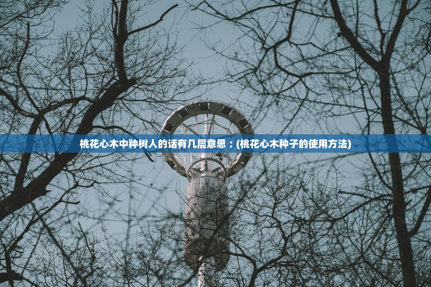桃花心木中种树人的话有几层意思︰(桃花心木种子的使用方法)