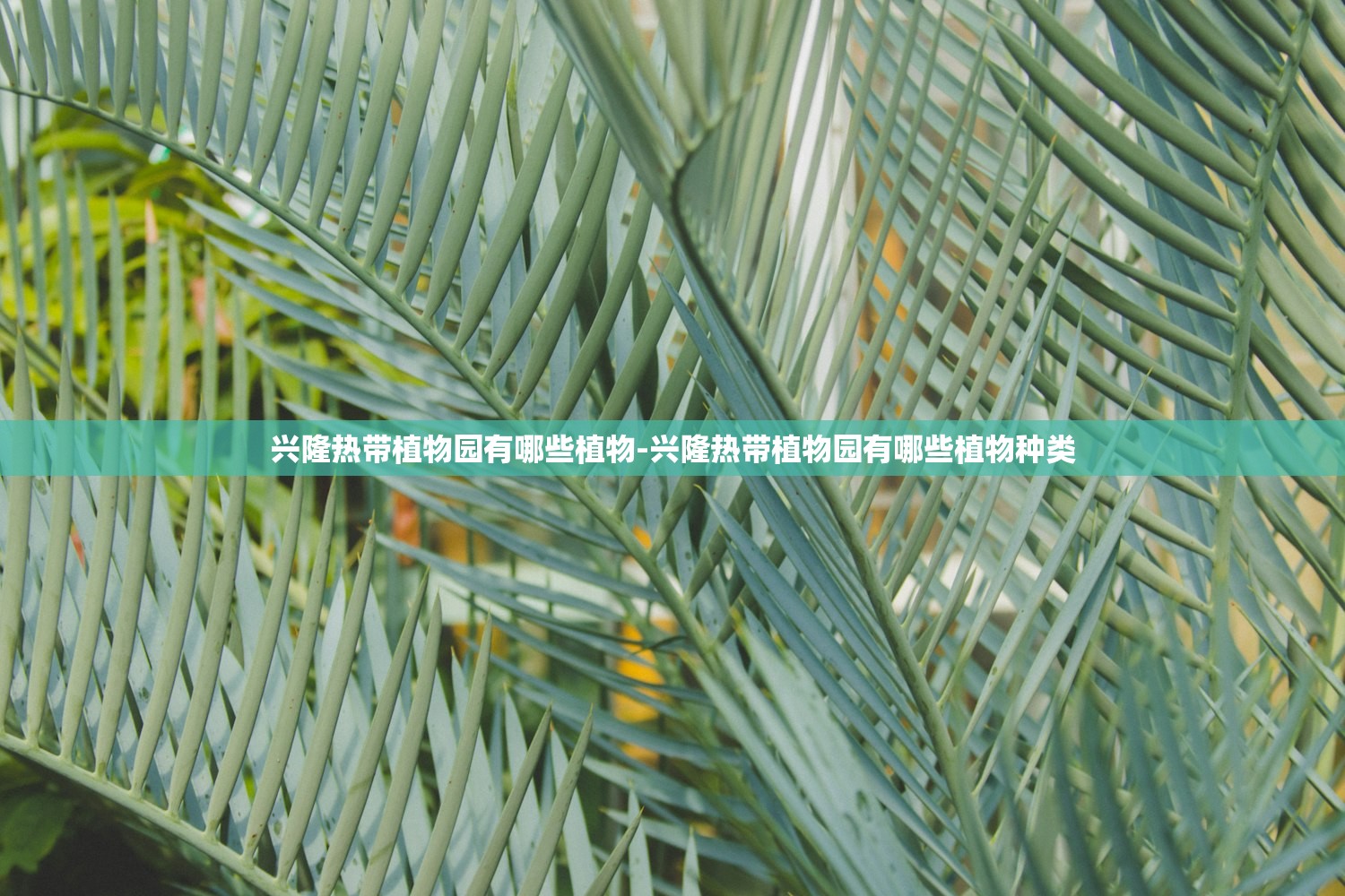 兴隆热带植物园有哪些植物-兴隆热带植物园有哪些植物种类
