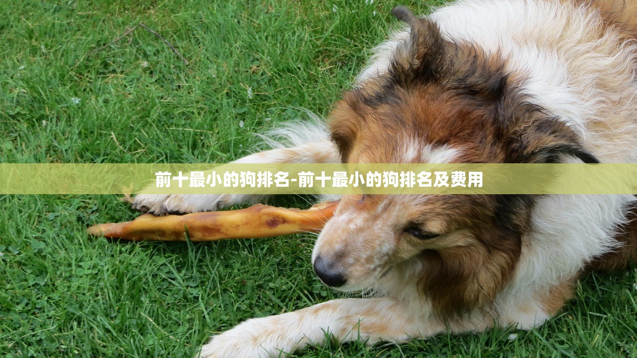 前十最小的狗排名-前十最小的狗排名及费用