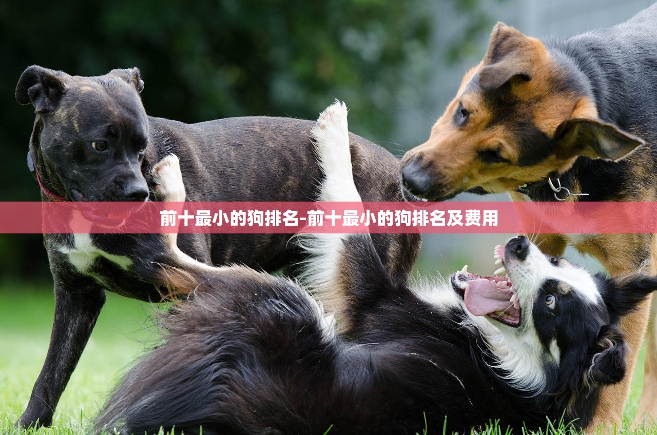前十最小的狗排名-前十最小的狗排名及费用