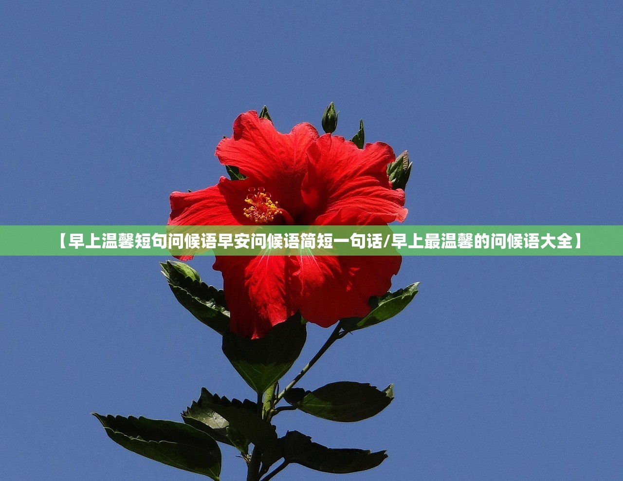 【早上温馨短句问候语早安问候语简短一句话/早上最温馨的问候语大全】