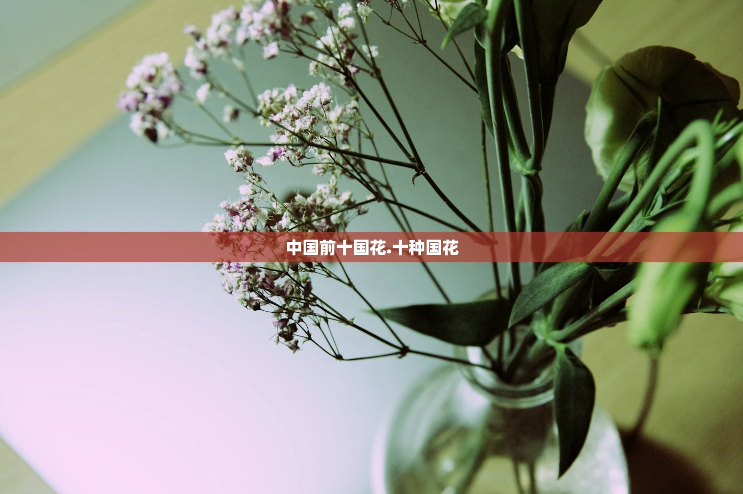 中国前十国花.十种国花 中国前十国花.十种国花