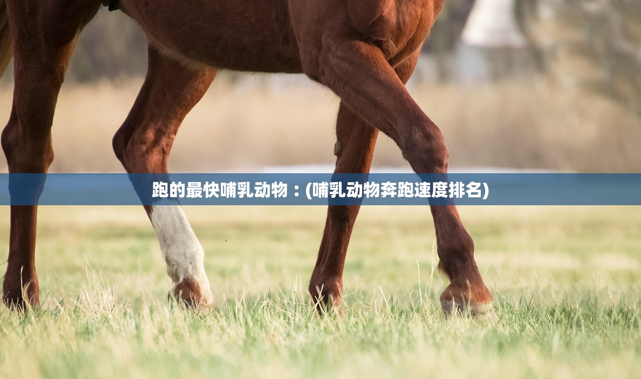 跑的最快哺乳动物︰(哺乳动物奔跑速度排名)