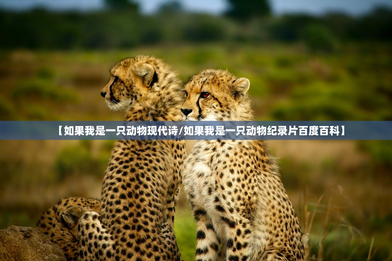 【如果我是一只动物现代诗/如果我是一只动物纪录片百度百科】