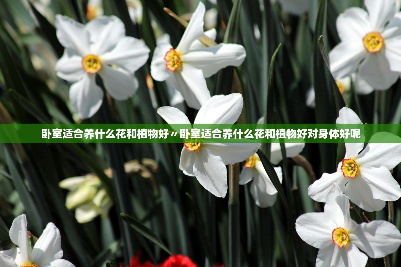 卧室适合养什么花和植物好〃卧室适合养什么花和植物好对身体好呢