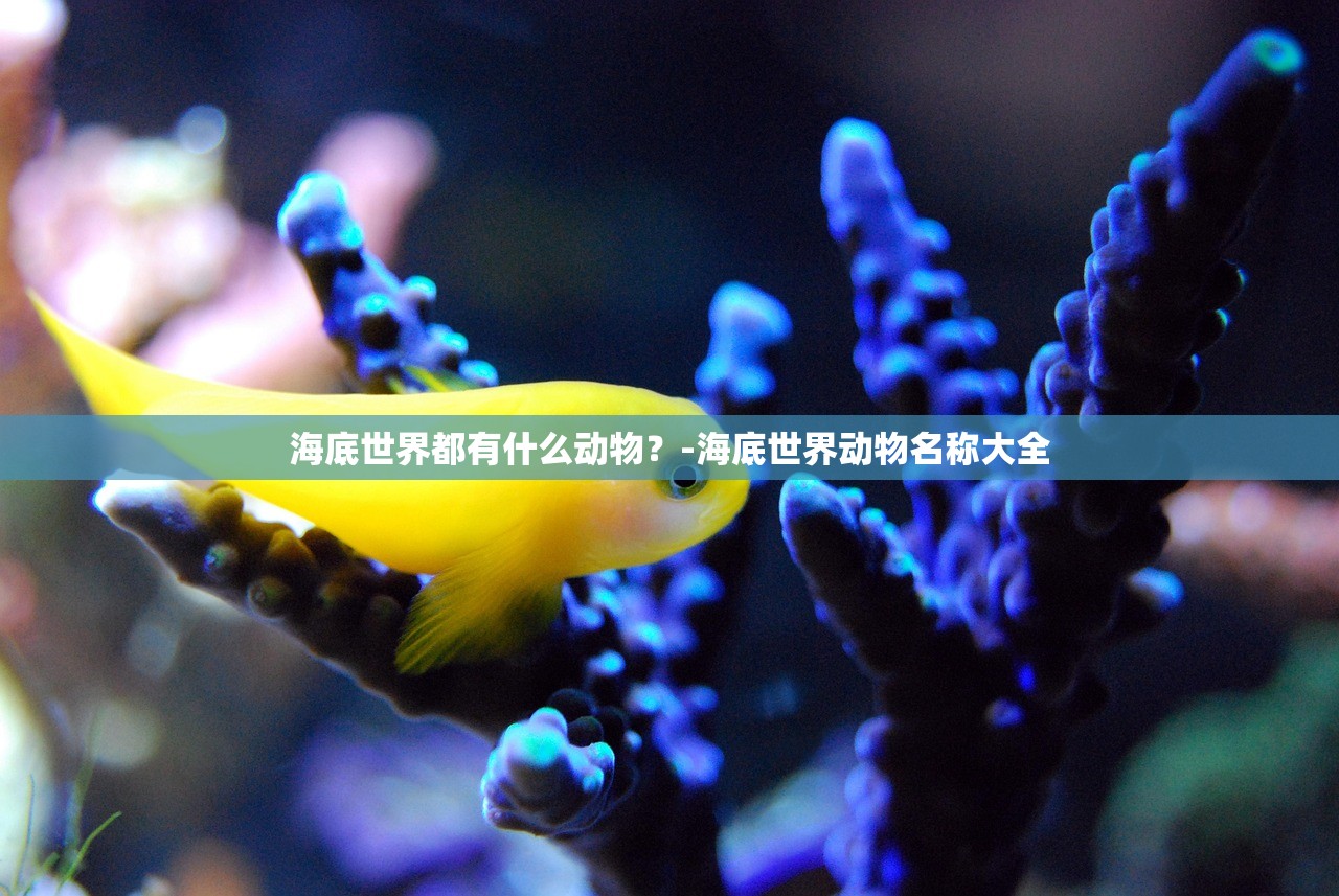 海底世界都有什么动物?-海底世界动物名称大全 海底世界都有什么动物?-海底世界动物名称大全