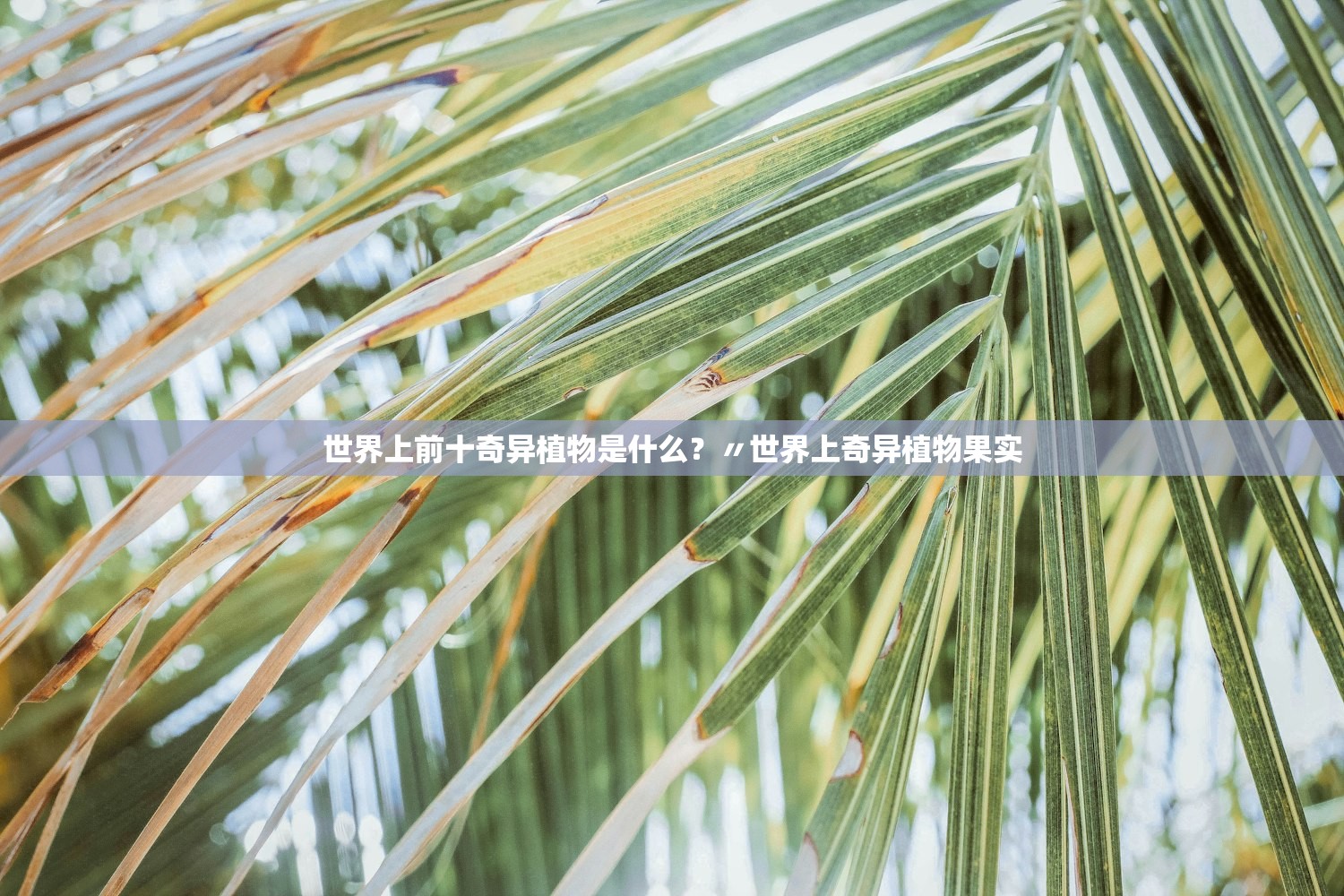 世界上前十奇异植物是什么？〃世界上奇异植物果实
