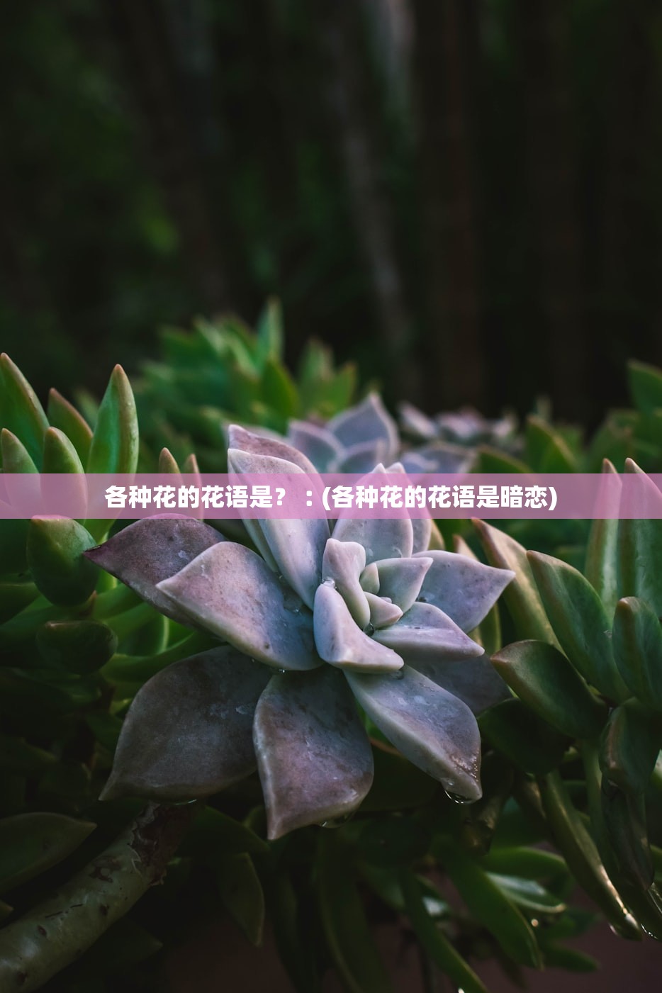 各种花的花语是?︰(各种花的花语是暗恋) 各种花的花语是?︰(各种花的花语是暗恋)