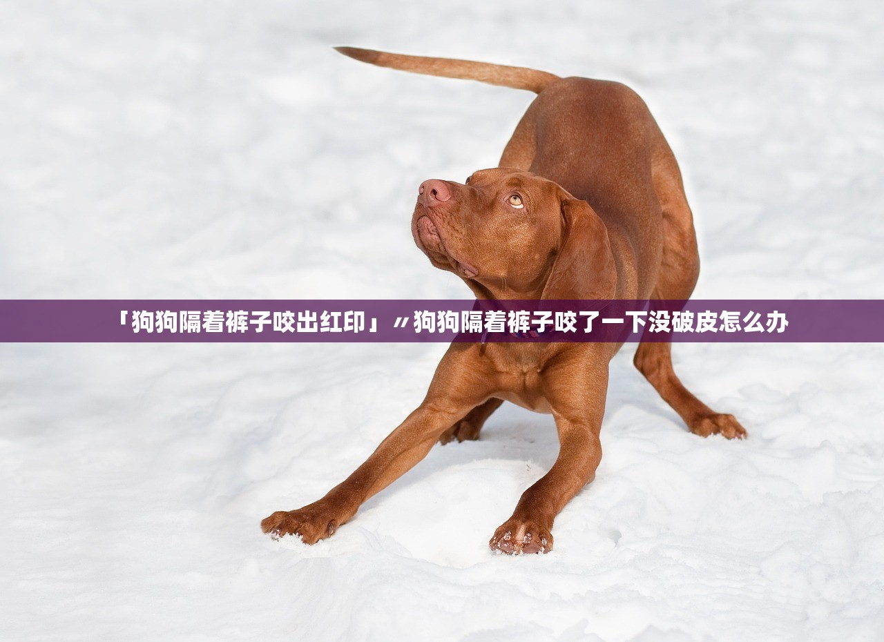 「狗狗隔着裤子咬出红印」〃狗狗隔着裤子咬了一下没破皮怎么办