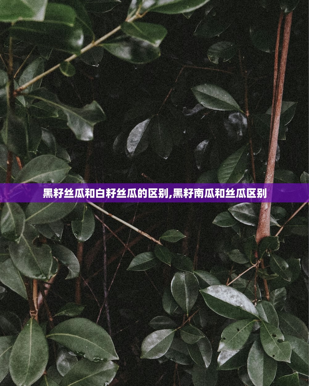 黑籽丝瓜和白籽丝瓜的区别,黑籽南瓜和丝瓜区别