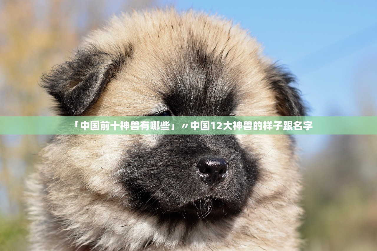 「中国前十神兽有哪些」〃中国12大神兽的样子跟名字