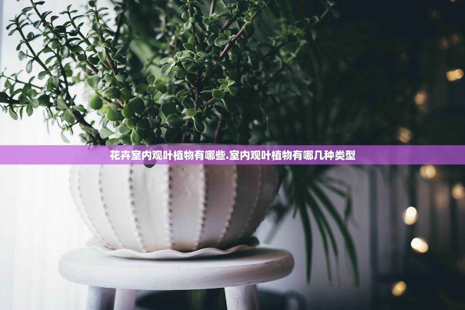 花卉室内观叶植物有哪些.室内观叶植物有哪几种类型