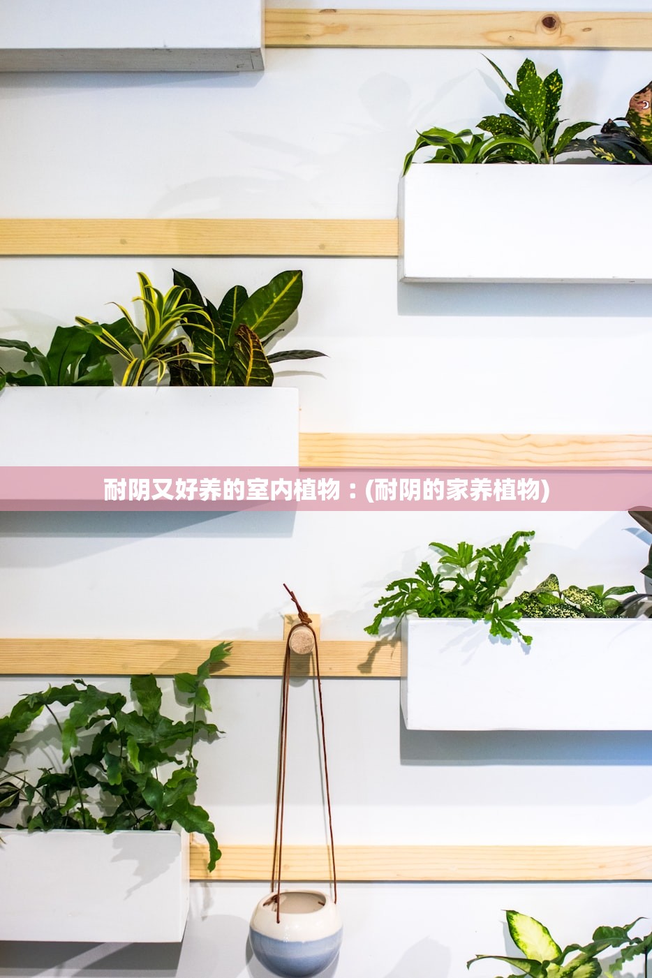 耐阴又好养的室内植物︰(耐阴的家养植物)