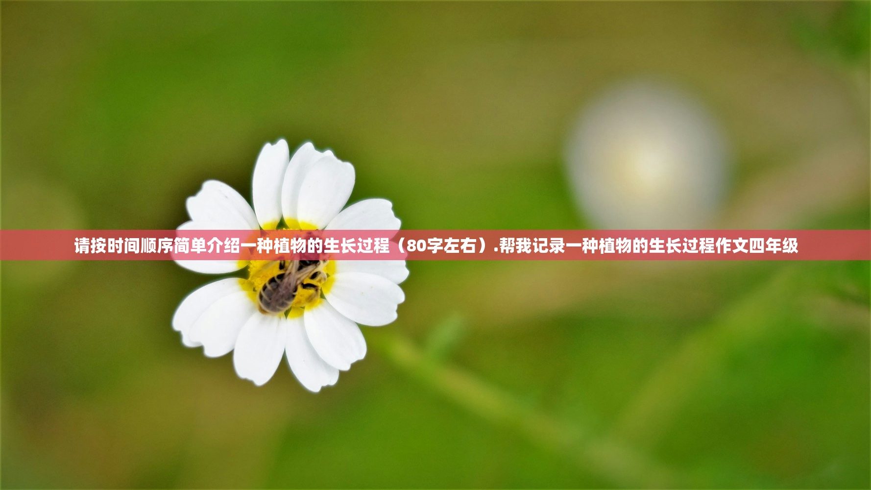 请按时间顺序简单介绍一种植物的生长过程（80字左右）.帮我记录一种植物的生长过程作文四年级
