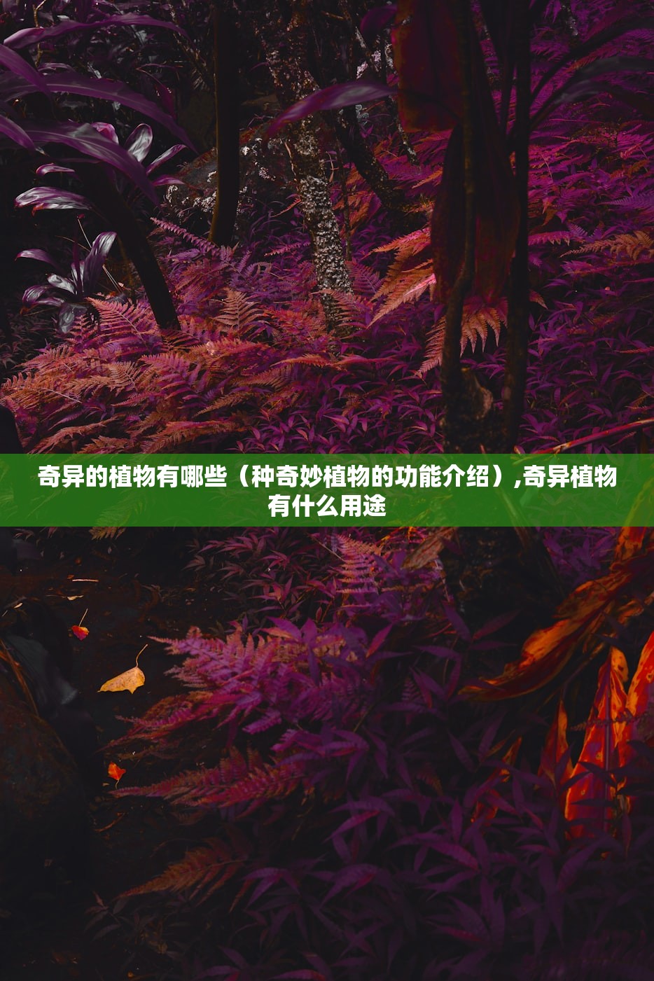 奇异的植物有哪些(种奇妙植物的功能介绍),奇异植物有什么用途 奇异的植物有哪些(种奇妙植物的功能介绍),奇异植物有什么用途