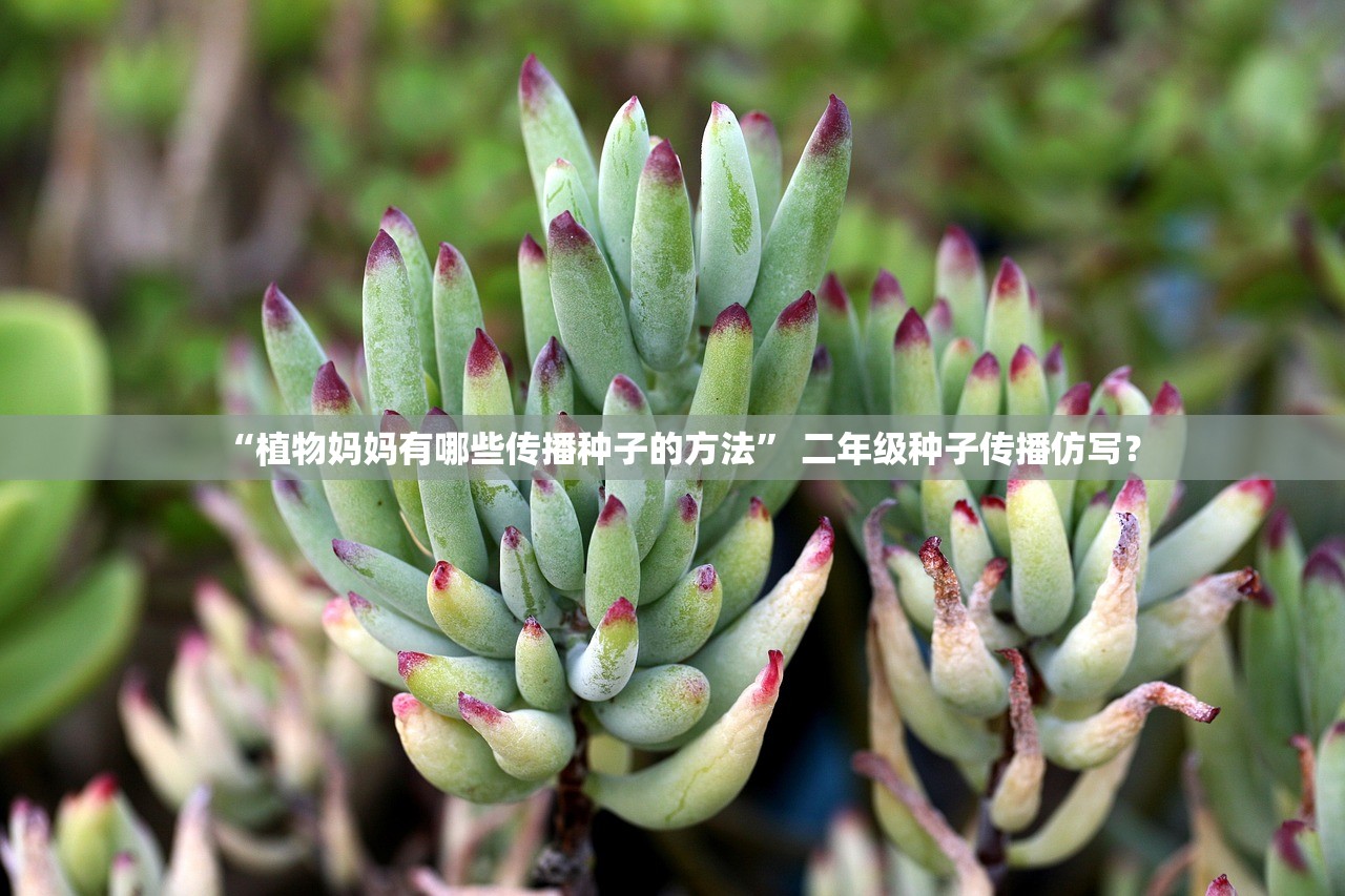 “植物妈妈有哪些传播种子的方法” 二年级种子传播仿写？