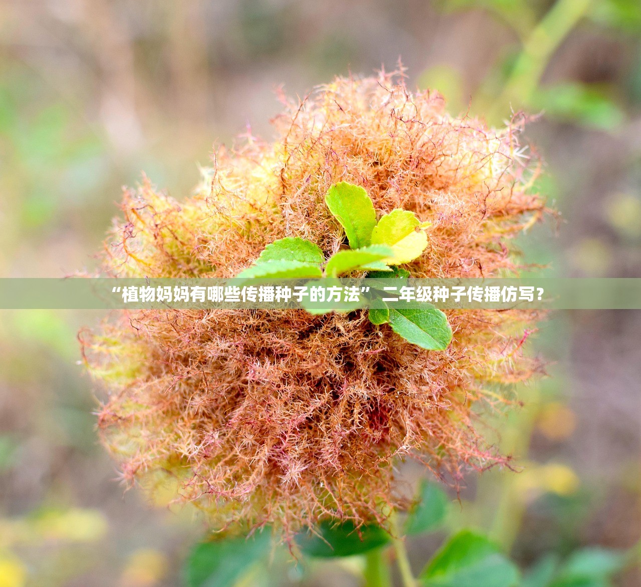 “植物妈妈有哪些传播种子的方法” 二年级种子传播仿写？